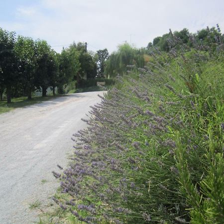 צ'זנה Le Spighe Agriturismo מראה חיצוני תמונה