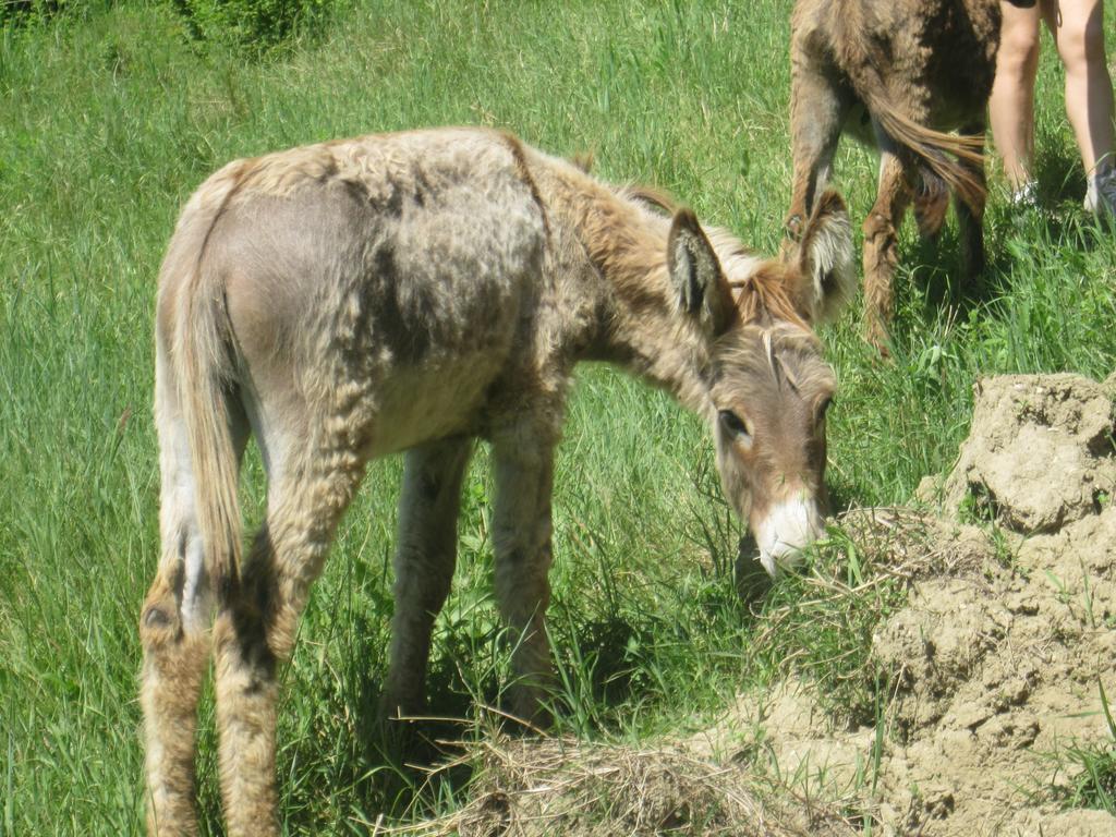 צ'זנה Le Spighe Agriturismo מראה חיצוני תמונה