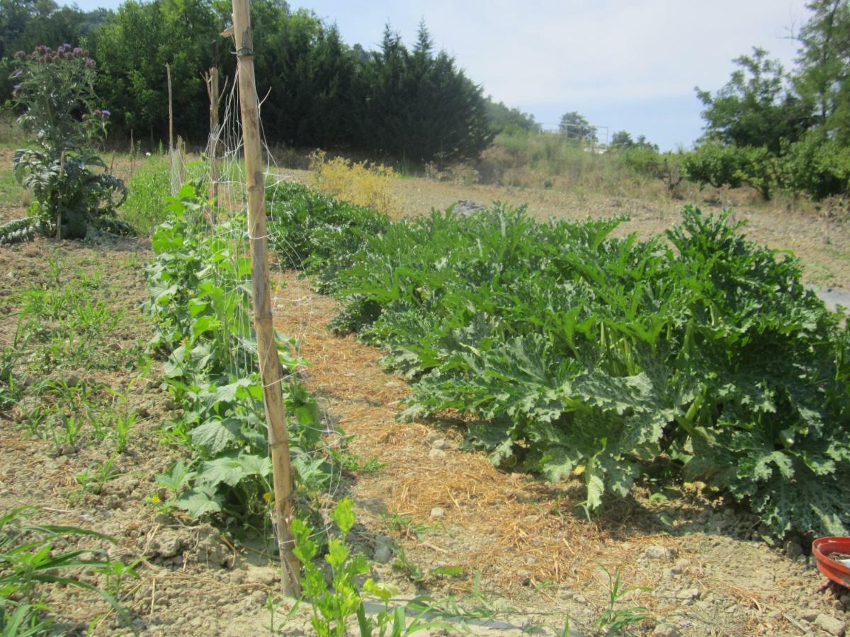 צ'זנה Le Spighe Agriturismo מראה חיצוני תמונה